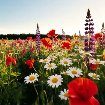 Video to Lineart / Canny - After