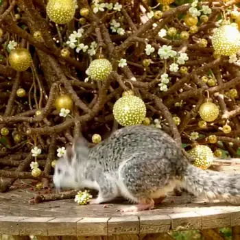 LTX-2 Canny to Video - Before